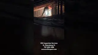 Attic inspection, St. Petersburg Florida, OSI Inspection Services