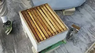 Saving Puerto Rico one Bee at a time