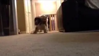 Country Dancing Dog