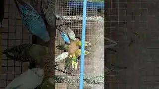 Love Birds Eating Activities 💜🤎💚🩵🧡🩵🧡💛💙💜