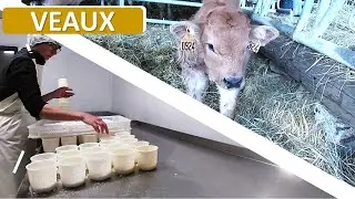 Lundi chargé : traite, fromagerie, marché et naissance des veaux