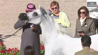 ERAB Arabian Horse International Show 2024   Class 7A