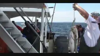 Brooklyn Blue Fish Blitz: Day 4