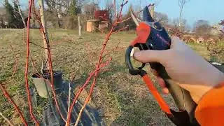Potatura Mirtillo Gigante Americano ✂️🫐  - Az.Agr.Fattore Bio