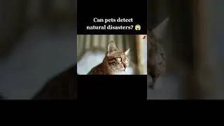 Do cats and dogs have a special ability to predict natural disasters? 😱