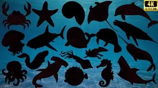 Guess the Shadow of 60 Ocean Animals 🐠 Fun Sea Animal Quiz for Kids | Marine Animal Shadow