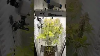 Harvest DAY 92 - Permanent Marker 🥦 Fridge grow 2.0 #indoorgrowing #cannabisgrower #fridgegrow
