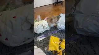 When you&rsquo;re stylish and independent: 🐾🧥#cats #funnycats#cuteness #catvlog #humor #adorable#catlife