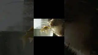 cat and fish #animals #animalsofinstagram #cuteanimals #buzzfeedanimals #loveanimals #animalsco #cat