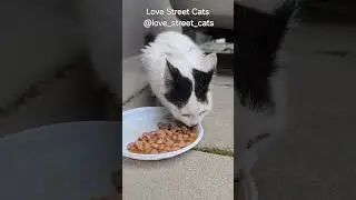 Every meal brings hope to a little furry creature on the street | &lrm;⁨@love_street_cats⁩&nbsp;