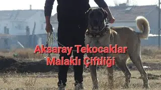 ANADOLU ASLANI AKSARAY MALAKLILARI TEKOCAK KARDEŞLER K&Ouml;PEK &Ccedil;İFTLİĞİ 90CM'LİK DEVLER #dog #dogs #kurt