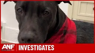 Keeping your pet safe during a winter ice and snow storm