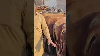 A+Vip Pure Sahiwal cholistani calf #trendingreels #fypシ゚ #shorts #foryouシ