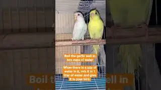 Best medicine in Cold and Flu. #breeding #shorts #budgies #lovebird #trending #trend #birds