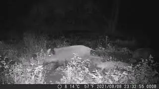 Un Renard se fait Attaquer par un Sanglier (pi&egrave;ge photo) !
