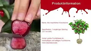 [A single one can bear] Chelsea Cherry Tree Seedling
