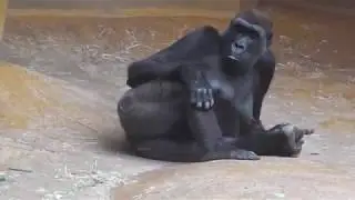 Erlebniszoo Hannover: Gorillas - Chinesische Leoparden - Sibirische Tiger