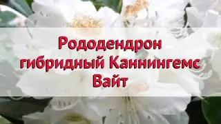 Рододендрон гибридный Каннингемс Вайт 🌿 Посадка. крупномеры, саженцы рододендроны: особенности сорта