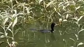 indiancormorant,ನೀರಕಾಗೆ ಯ ಮೀನು ಬೇಟೆ.