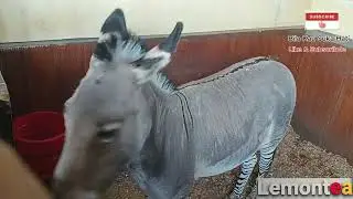 Zonkey - Kawin Silang Zebra dan Keledai