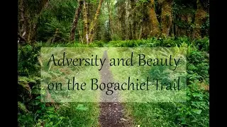 Adversity and Beauty on the Bogachiel Trail
