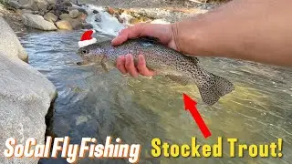 This Stream was STACKED with Rainbows!!! (Southern California Fly Fishing)