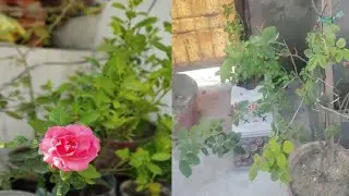 🌹 Rose Plant Care Tips | Pruning & Fertilizer for Healthy Roses