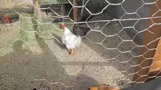 GALLO ENGORDE CANTANDO