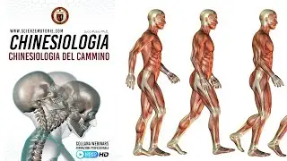 CHINESIOLOGIA del CAMMINO