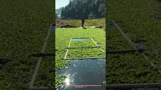 DIY Water Hyacinth Harvester: Build a PVC Floating Rake in 10 Minutes! 🌿💧