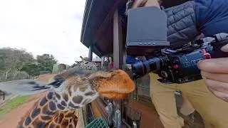 That was close - Hand feeding Giraffes - Jamala Wildlife Lodge
