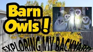 Exploring My Backyard - Barn Owl