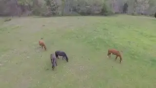 Aerial View of Horses Grazing in Field Near Pond in Tennessee with DJI Phantom 3