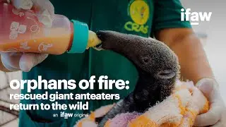 Orphans of Fire | Brazil's rescued giant anteaters given a second chance at life