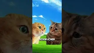 Katzen schweigen