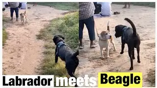 Labrador meets Beagle 😊