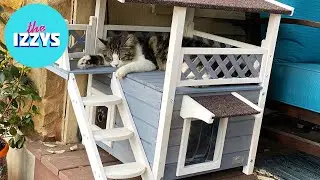 Let's Build Our Cat An Outside MANSION