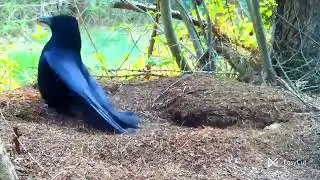 Ants attacked the crow 🐦&zwj;⬛🐦&zwj;⬛🐦&zwj;⬛