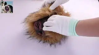 Unique Design with Removable Fur! Explore the Exciting New Animal Pussy Pocket Toy