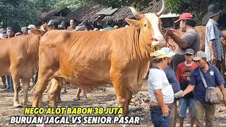 GEGER NEGO ALOT❗️BABON RAKSASA BURUAN JAGAL HARGA 38 JUTA🔥