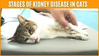 Stages Of Kidney Disease In Cats🐱Symptoms of Kidney Failure in Cats
