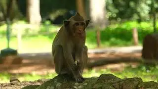 Baby Monkey Polino