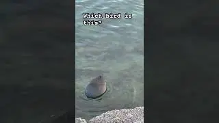 Cute #birdspotting #twitcherlife #nature #birdwatch #wildlife #birdwatchinglife #duck #birdtuber