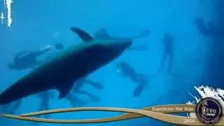 Dolphins welcome! mar rojo 2014 Evolution Divers