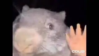 1702665530 looped 1702665528