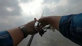 This place holds the most aggressive Snakeheads #snakehead #snakeheadhunting #attack