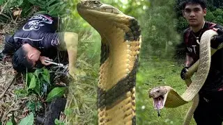 KING COBRA PALA ANG PINAHULI KAY COBRA PRINCE 