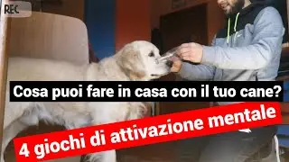 ⏩ Cosa Puoi Fare in Casa Con il Tuo Cane? 4 Giochi di Attivazione Mentale | Giuliano Addestratore