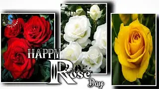 Rose day Whatsapp Status 2022 | Happy Rose day | Rose day Status 2022 | 7th February Special Status