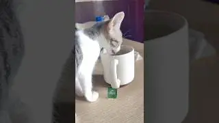 Let us drink water. #cat #meow #kitten #cute #cutecat #pets #animals